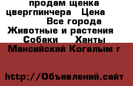 продам щенка цвергпинчера › Цена ­ 15 000 - Все города Животные и растения » Собаки   . Ханты-Мансийский,Когалым г.